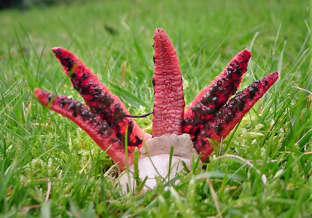 Clathrus archeri Devil’s Fingers mushroom with red finger-like structures in a grassy field.