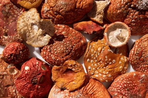Legal Magic Mushrooms – Amanita Muscaria - Image 4