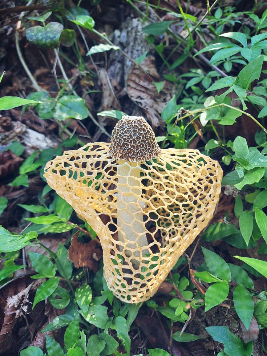 Phallus indusiatus veiled stinkhorn mushroom with a net-like veil in a forest setting.