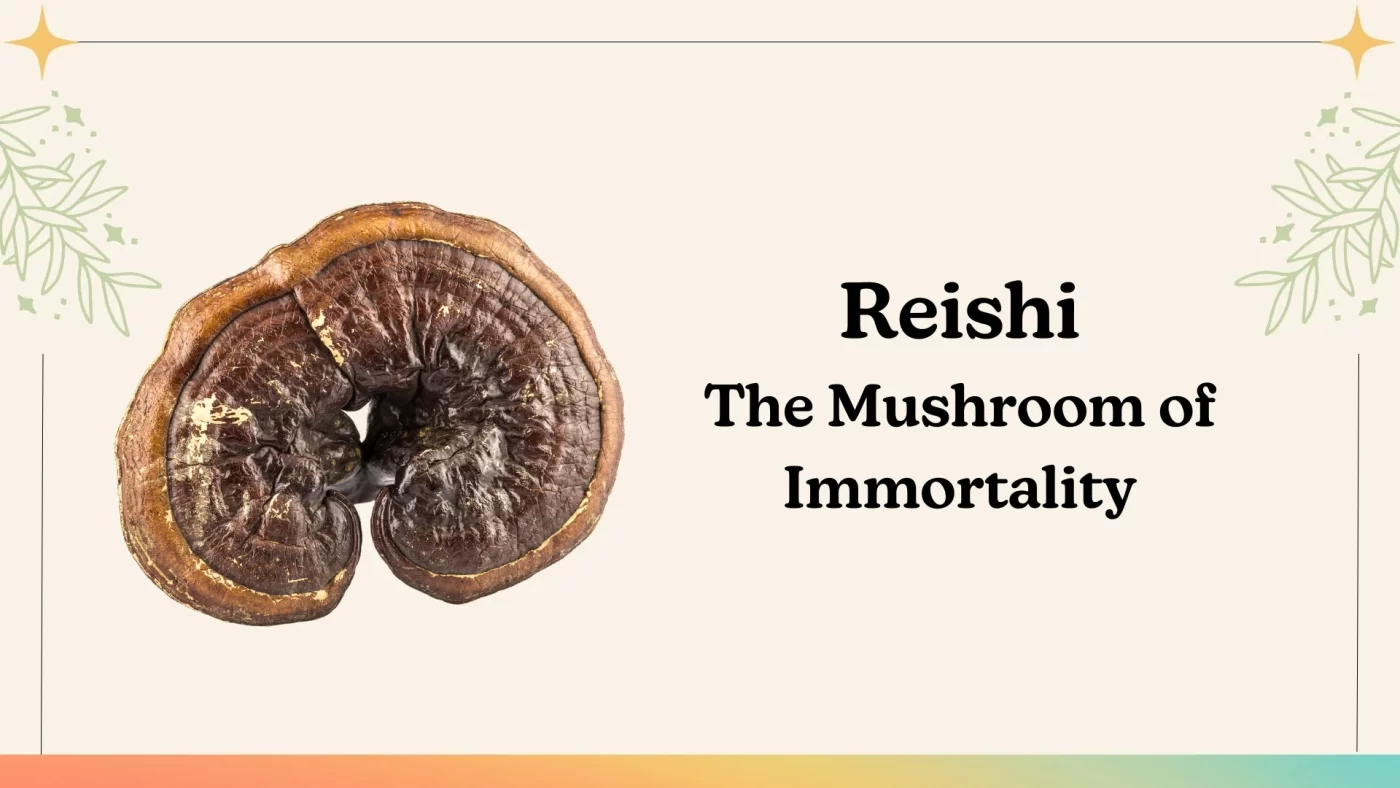 Close-up of a Reishi mushroom, known as the Mushroom of Immortality, with a glossy brown surface and golden edges.