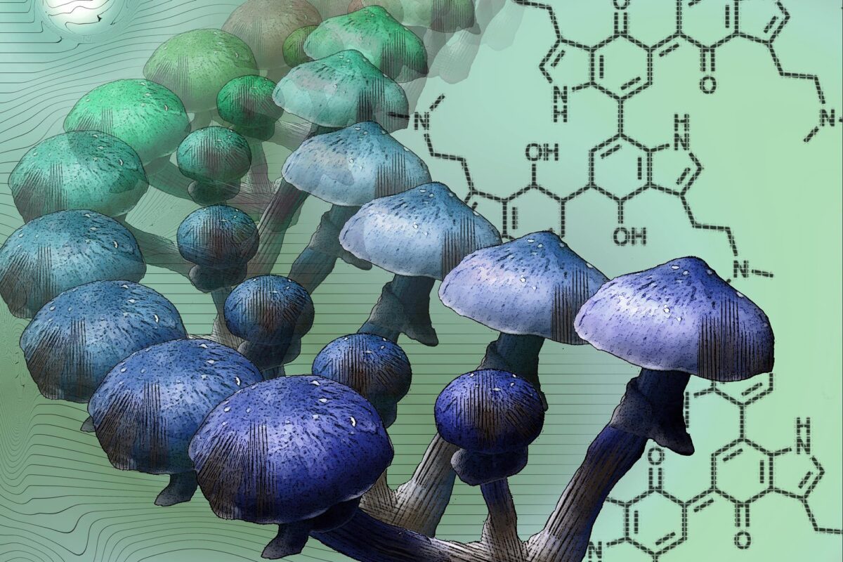 Magic Mushroom Extracts vs Powders. Which is better and why