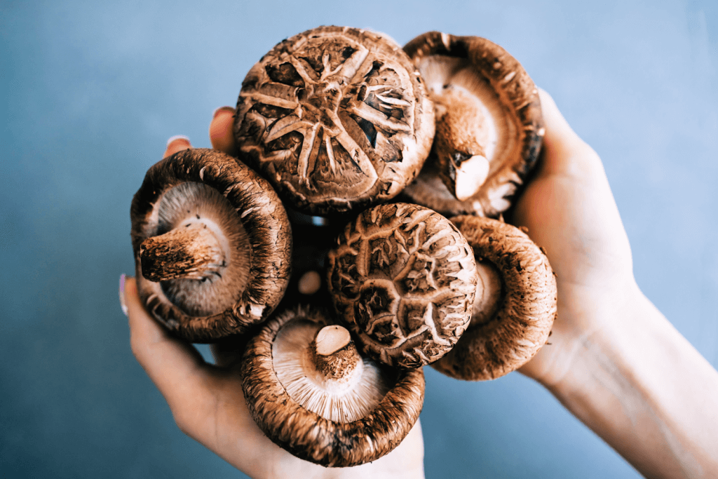 Close-up of hands holding a bunch of fresh shiitake mushrooms against a blue background.