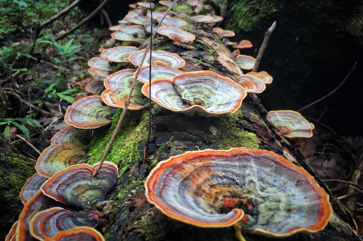 Close-up of Turkey Tail mushrooms growing on a mossy log in the forest