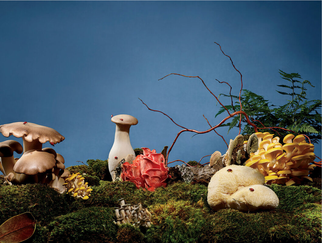 Variety of colorful mushrooms arranged on moss with ferns and branches against a blue background.