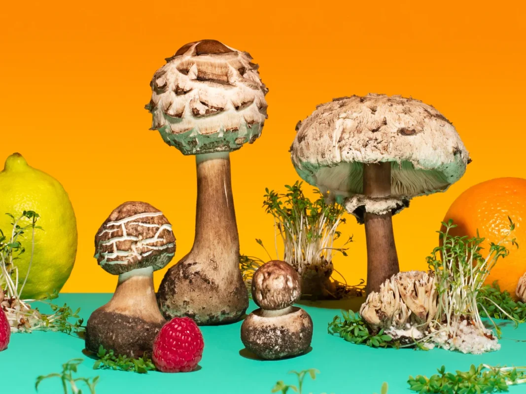 Psychedelic mushrooms symbolizing the rewiring of fear pathways in the human brain, illustrating research into psilocybin, neuroplasticity, and anxiety reduction.