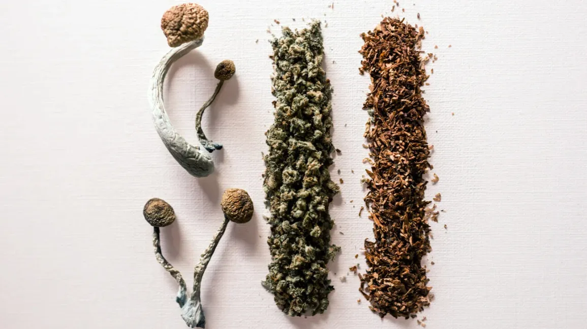 Psilocybin mushrooms compared with cannabis and tobacco illustrating alternative approaches to smoking cessation